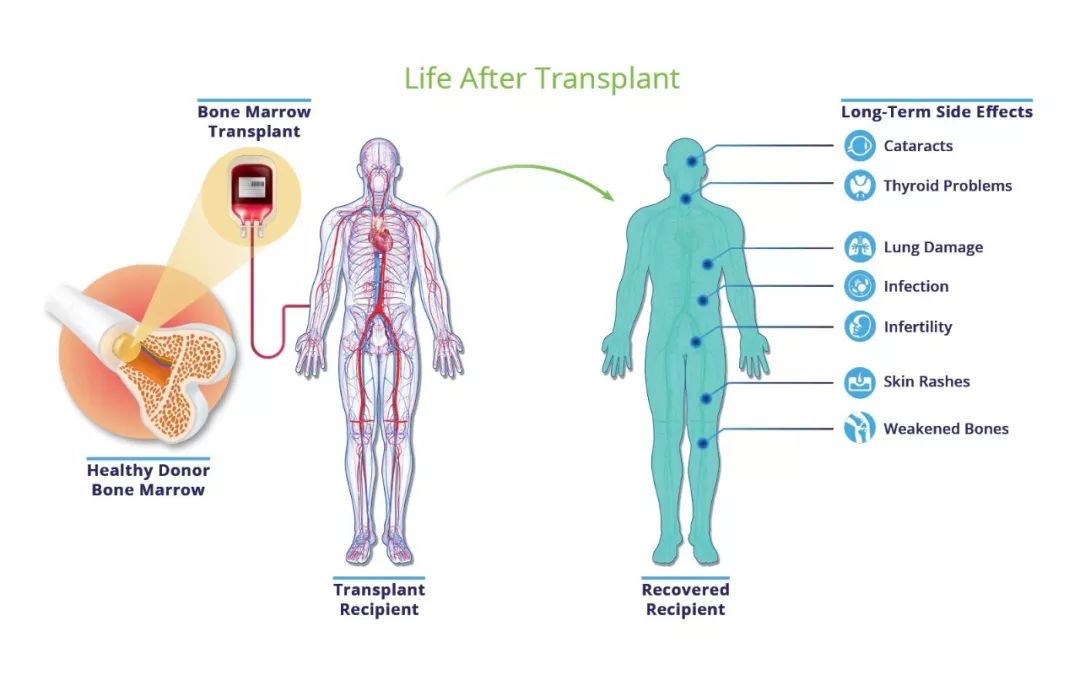 最新骨髓研究揭秘生命奥秘与医学新突破